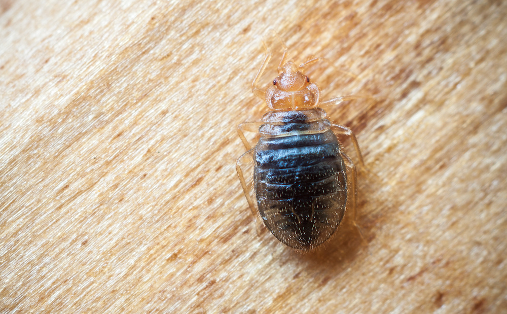 Protecting Your Apartment From Bed Bugs